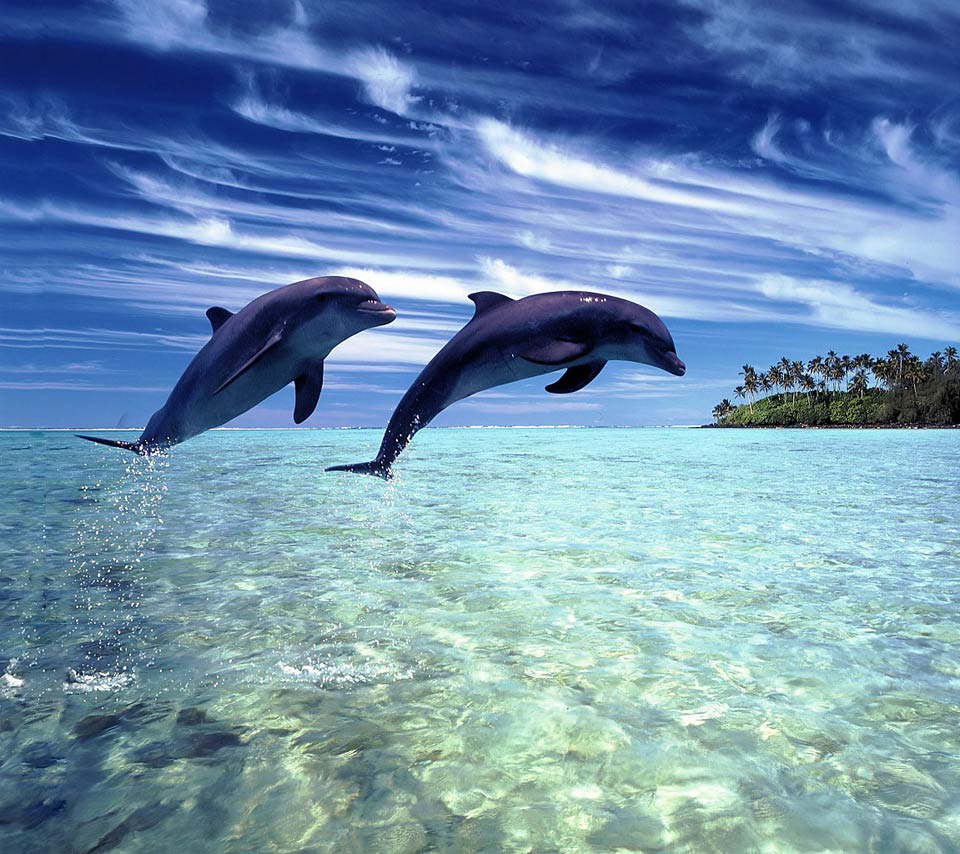 Межвидовая коммуникация с дельфинами