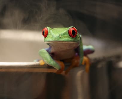 frog-water