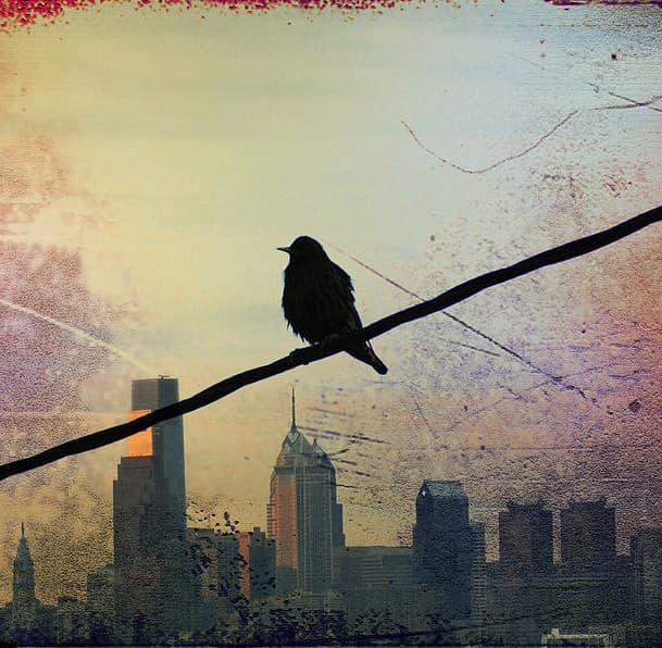 bird-on-a-wire-bill-cannon