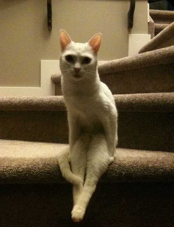 white-cat-sitting-on-stairs-like-a-human