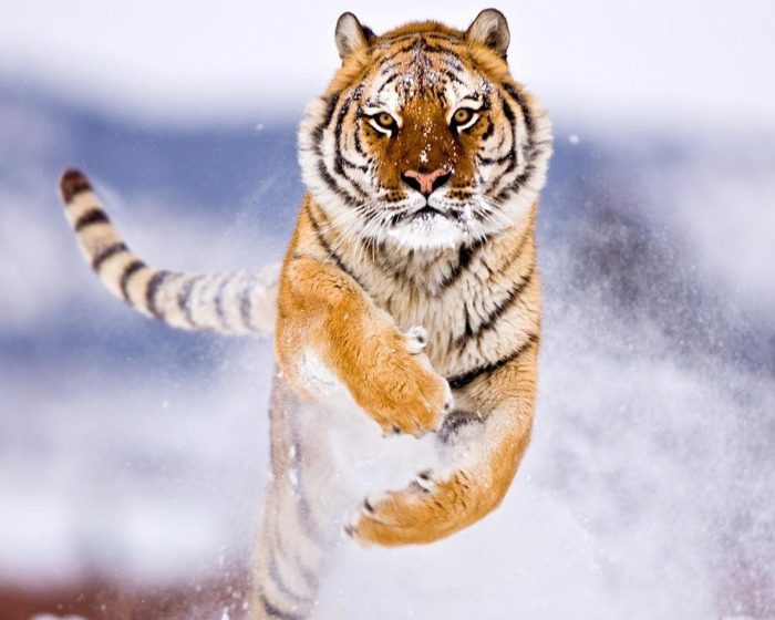 amur_tiger_in_snow-normal5.4