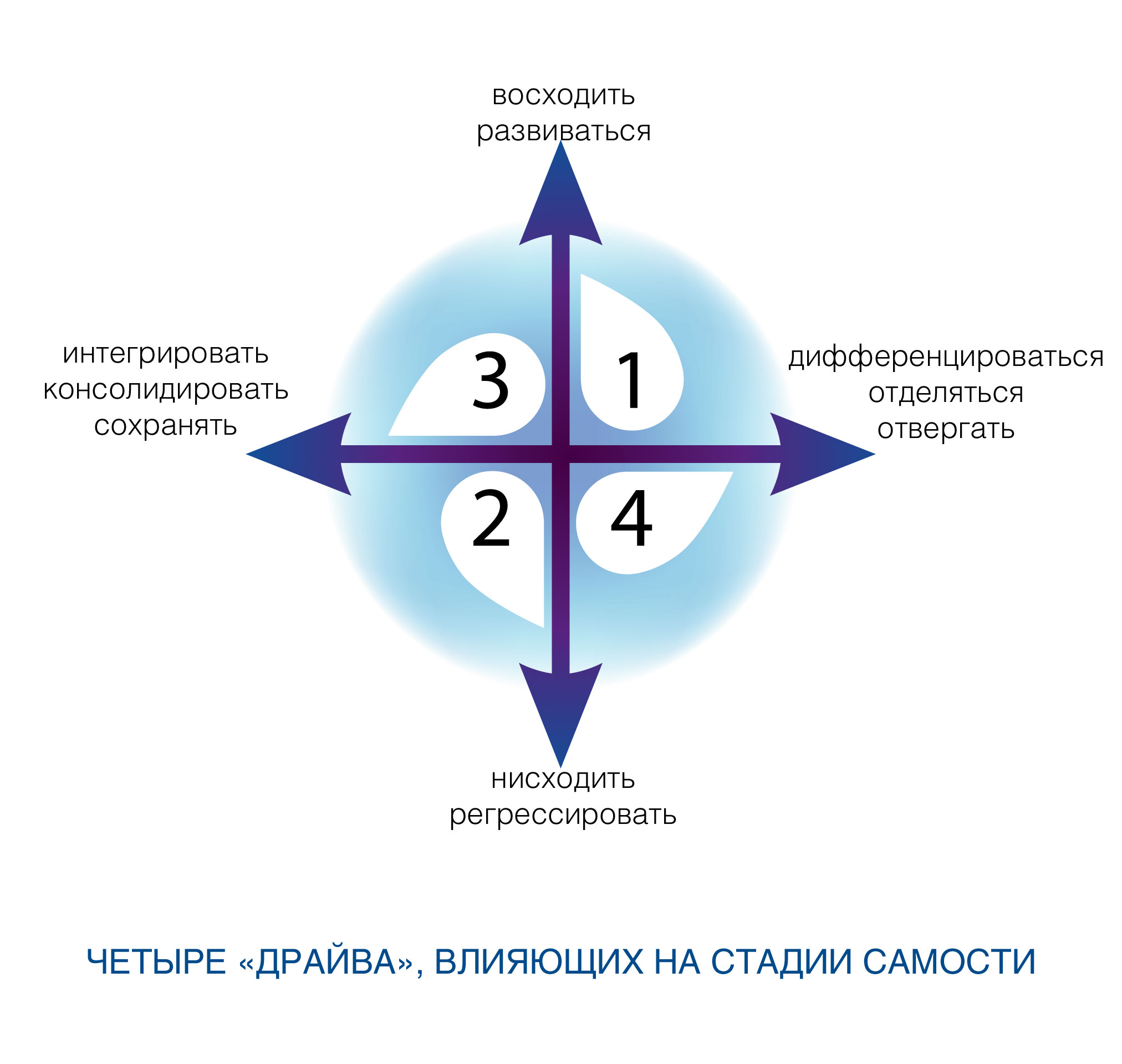 Рис. 2. Четыре «драйва», влияющие на стадии самости