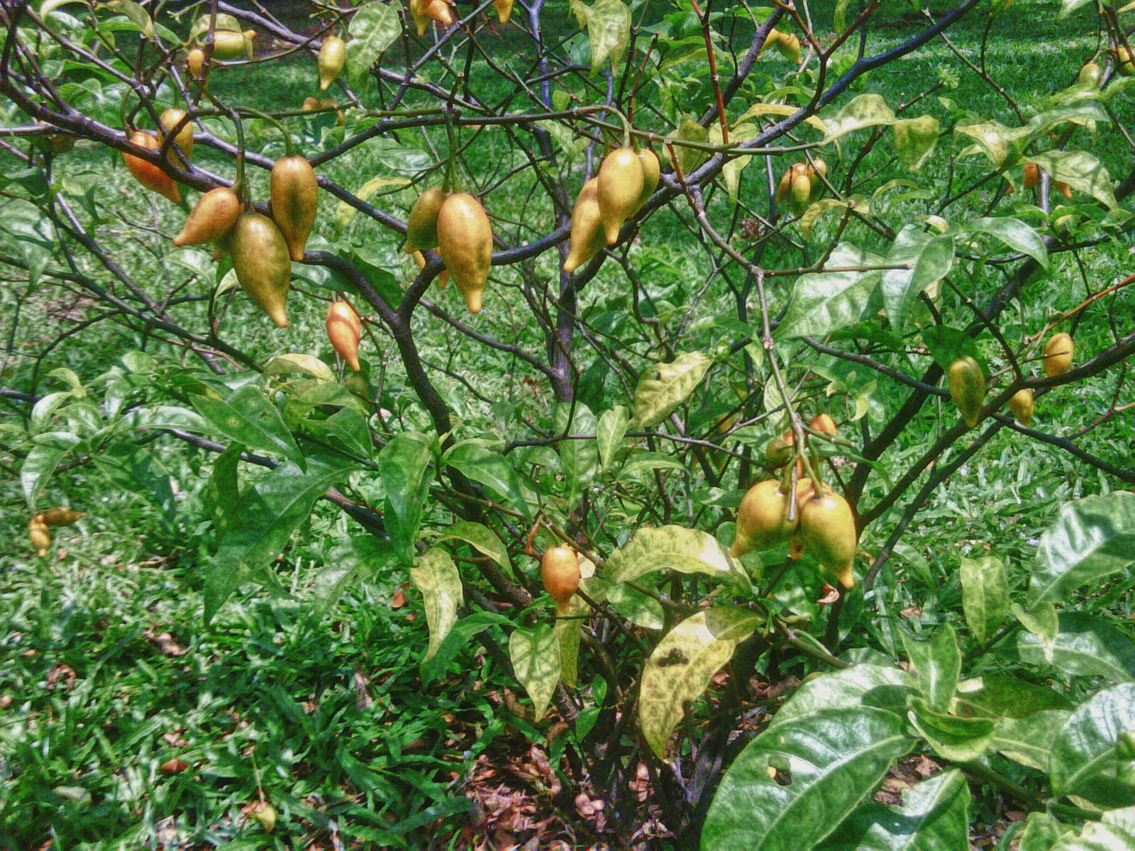 aaaibogaine