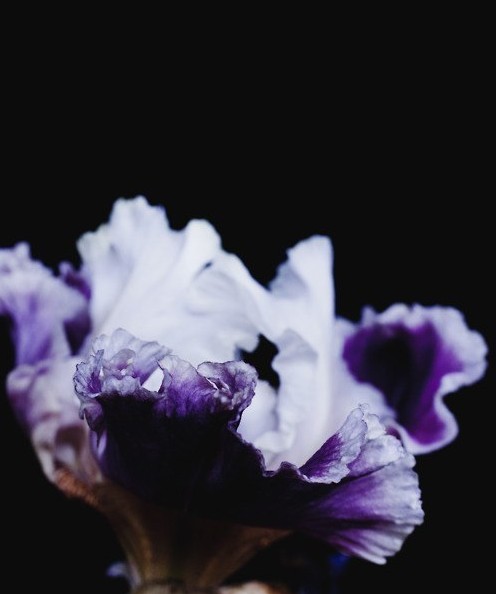 Soul Flower