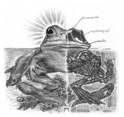 frog2