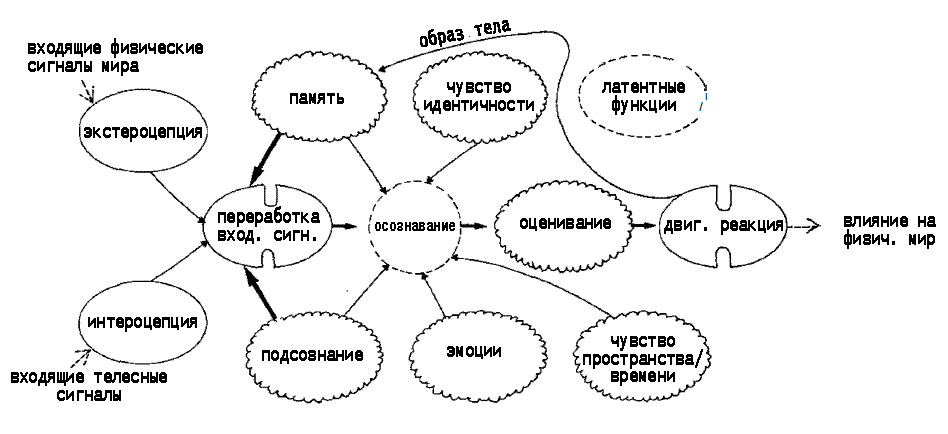 Рис. 2. Основные вариации в функционировании подсистем сознания во время ночного сновидения