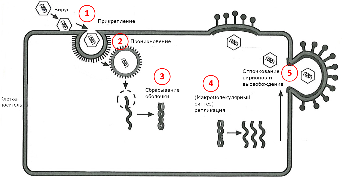 Инфекционный цикл коронавируса COVID-19