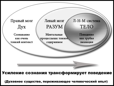 Рис. 6. Холархический мозг в духовном развитии.