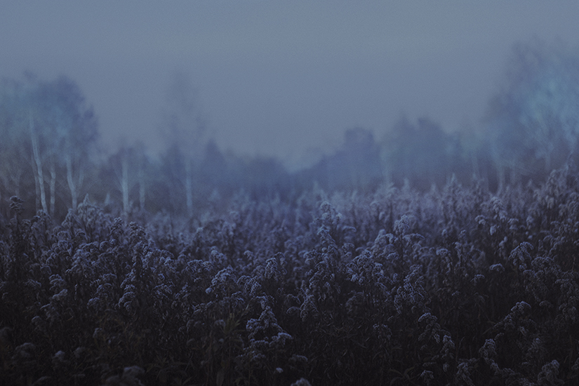 Иллюстрация © Laura Makabresku